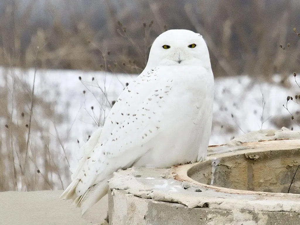 雪鸮(Bubo scandiacus)