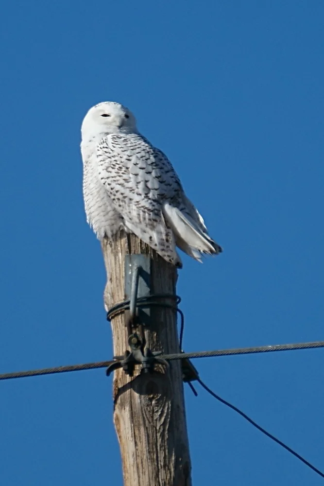 雪鸮(Bubo scandiacus)
