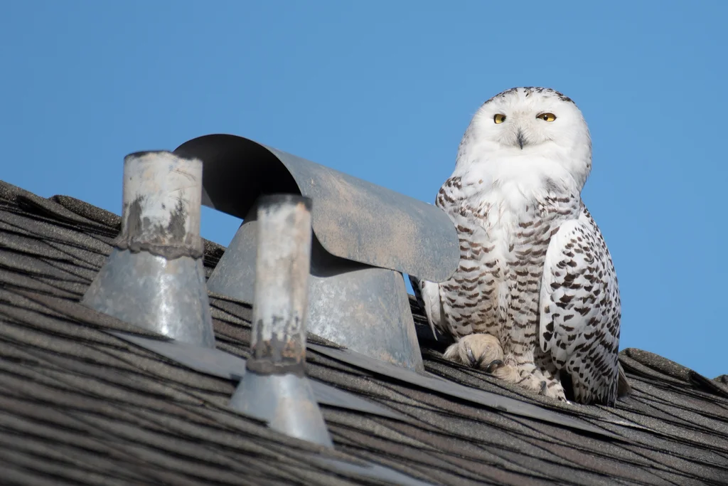 雪鸮(Bubo scandiacus)