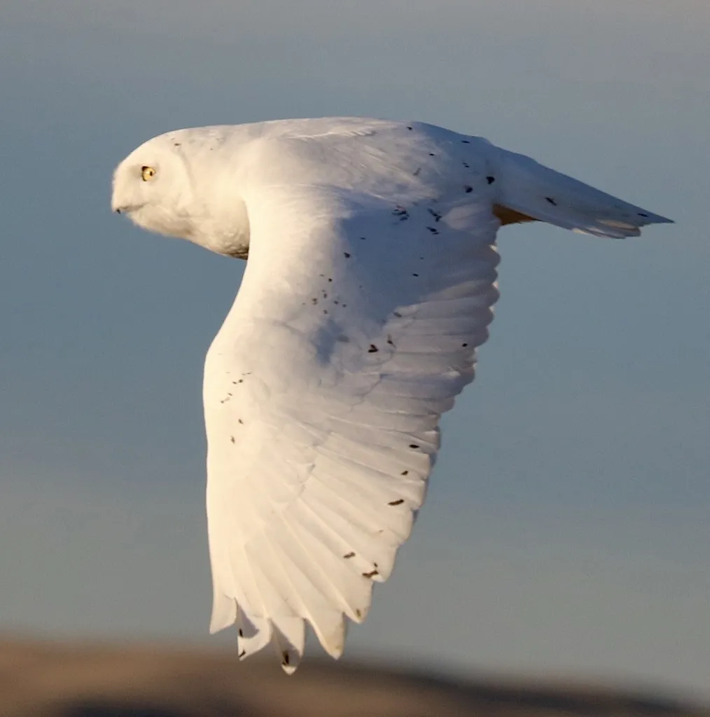 雪鸮(Bubo scandiacus)
