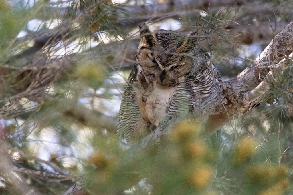 美洲雕鸮(Bubo virginianus)