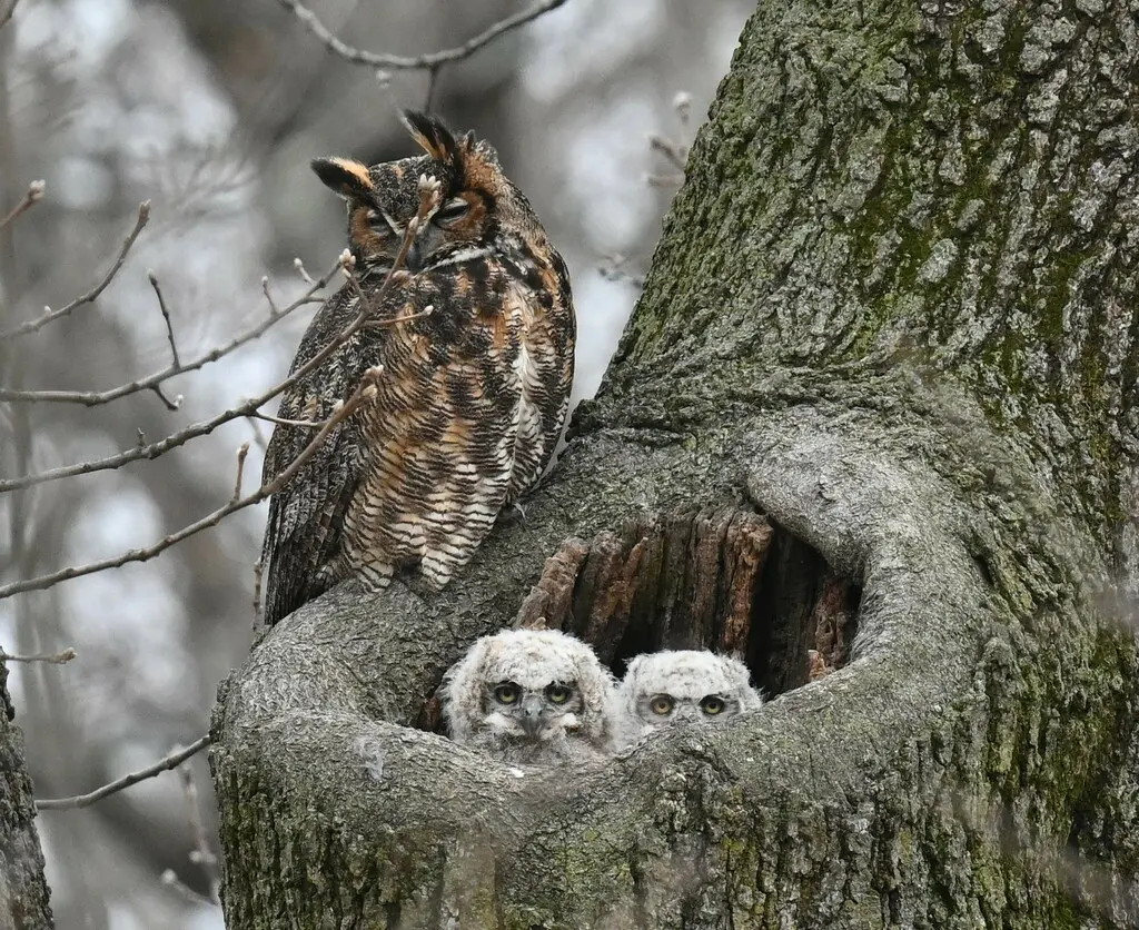 美洲雕鸮(Bubo virginianus)