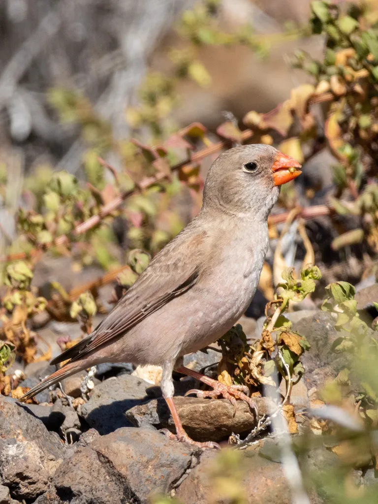 沙雀(Bucanetes githagineus)