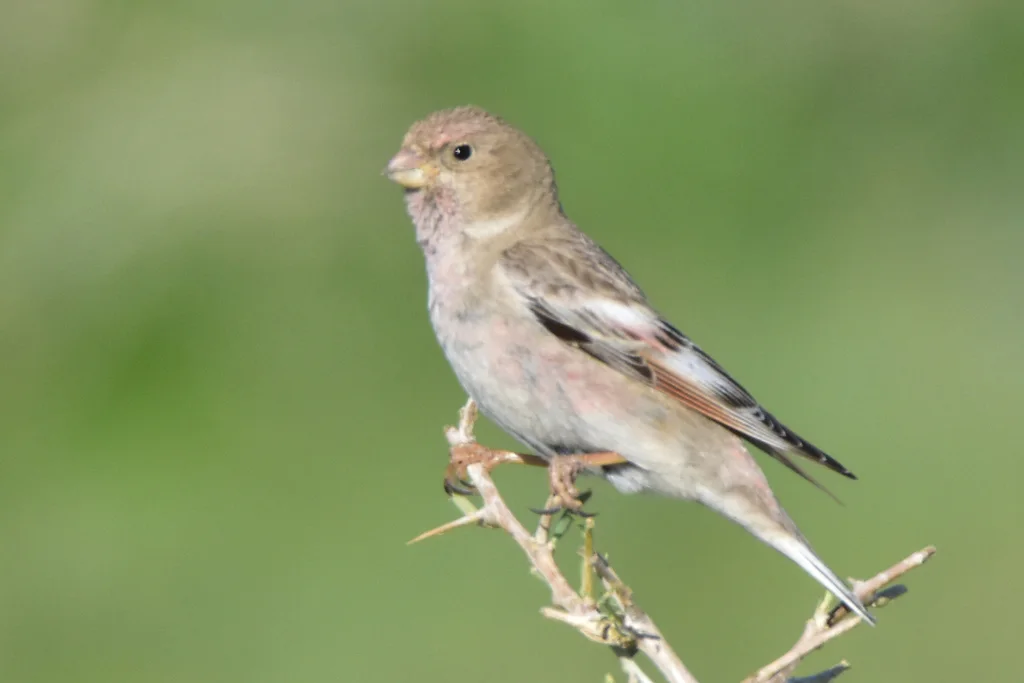 蒙古沙雀（Bucanetes mongolicus）