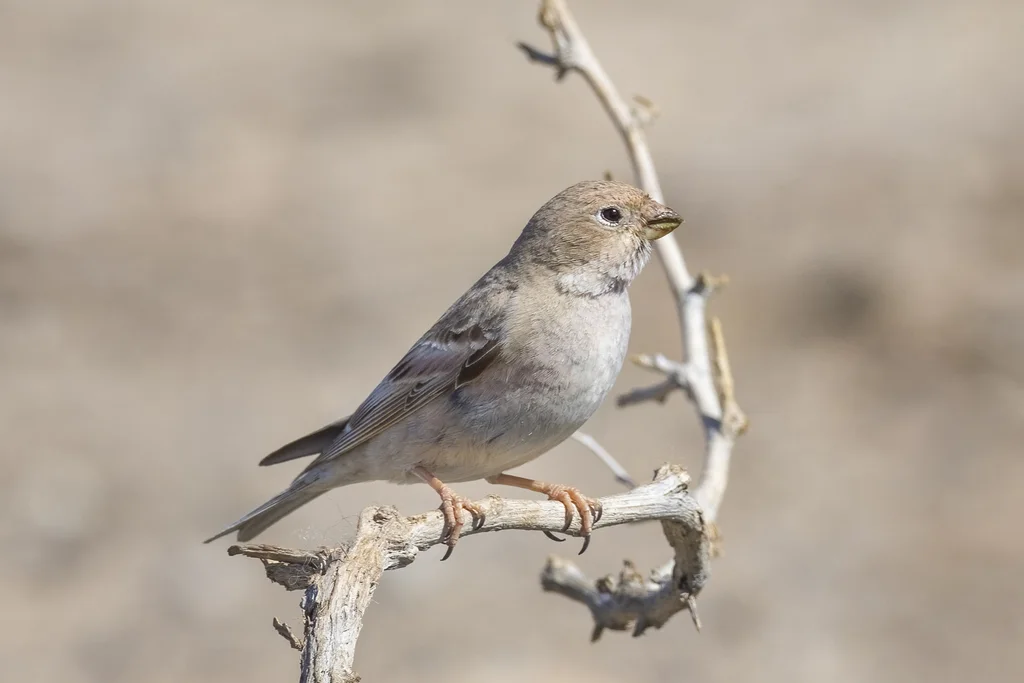 蒙古沙雀（Bucanetes mongolicus）