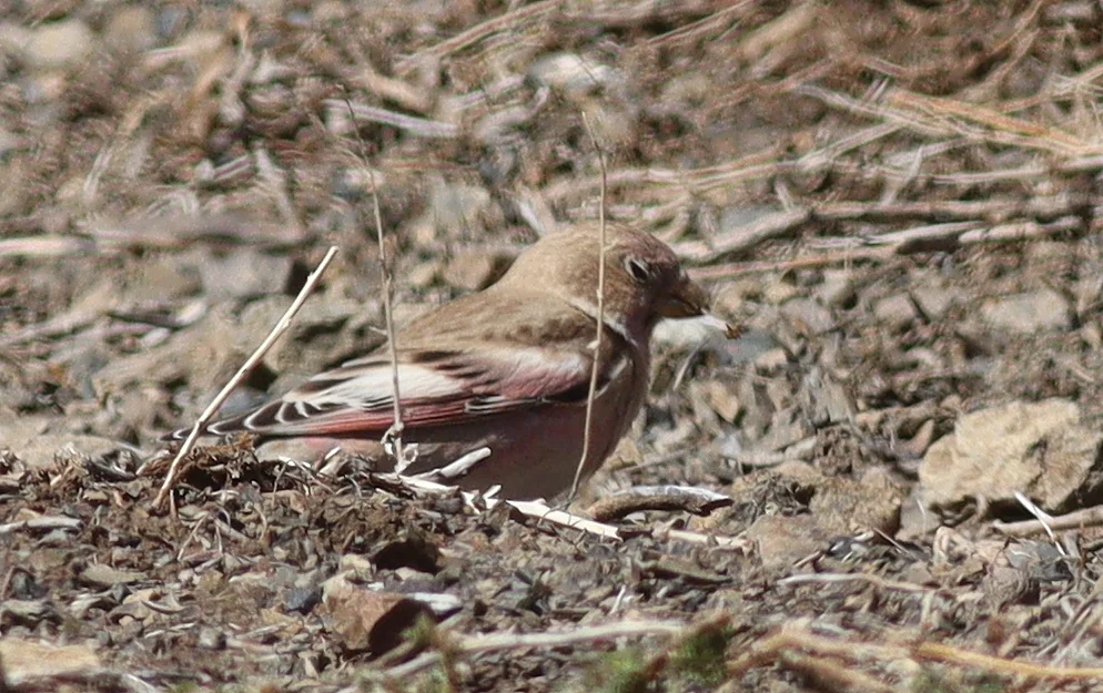 蒙古沙雀（Bucanetes mongolicus）