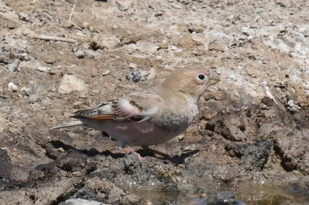 蒙古沙雀（Bucanetes mongolicus）