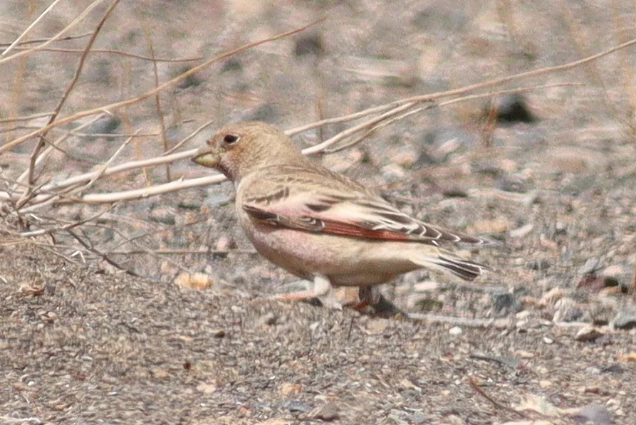 蒙古沙雀（Bucanetes mongolicus）
