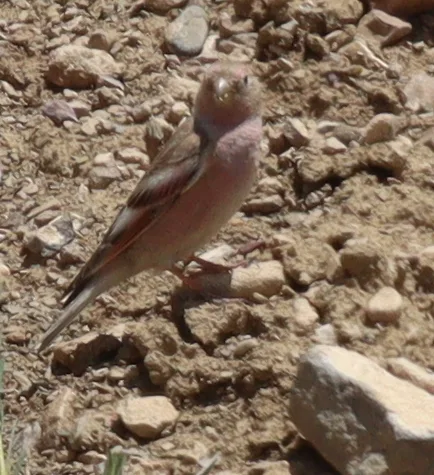 蒙古沙雀（Bucanetes mongolicus）