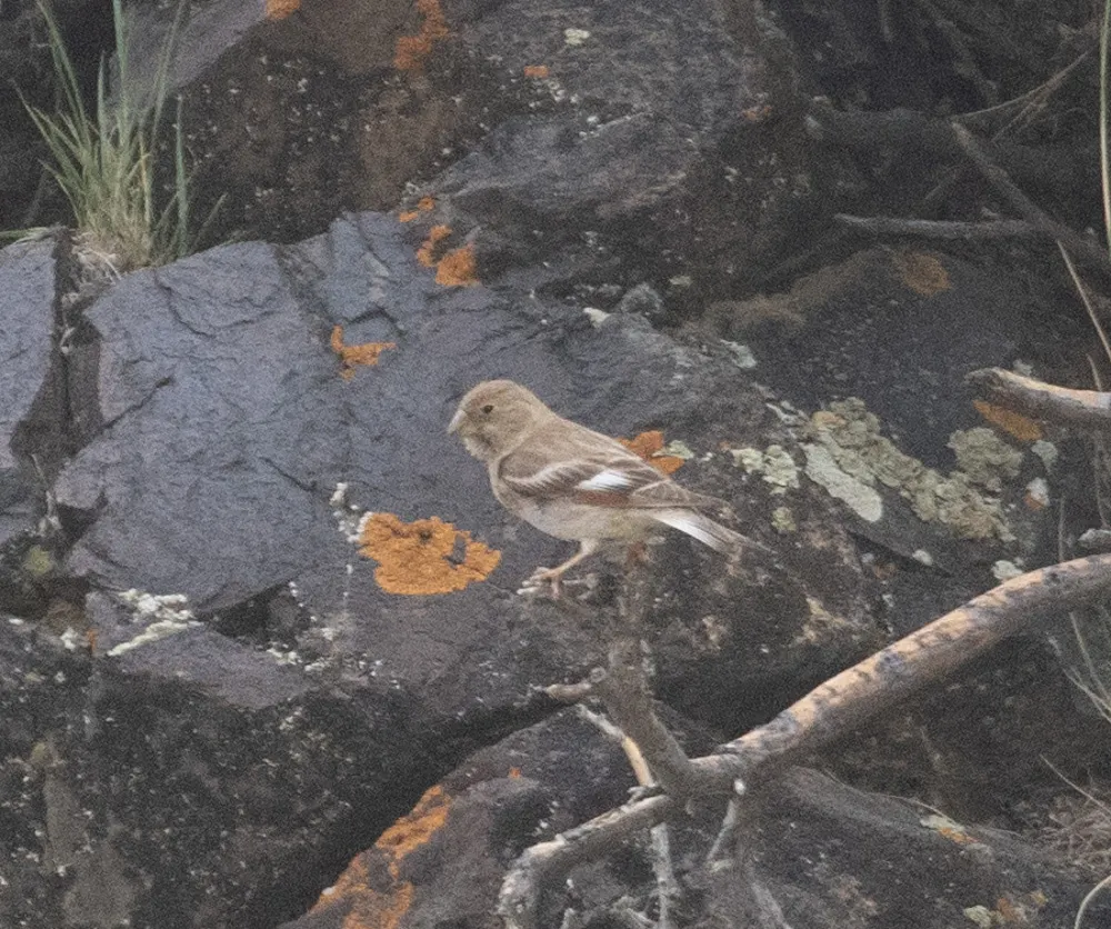 蒙古沙雀（Bucanetes mongolicus）