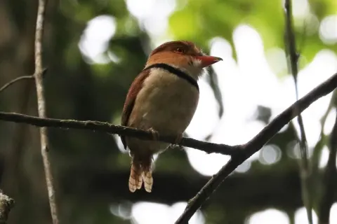 领蓬头䴕