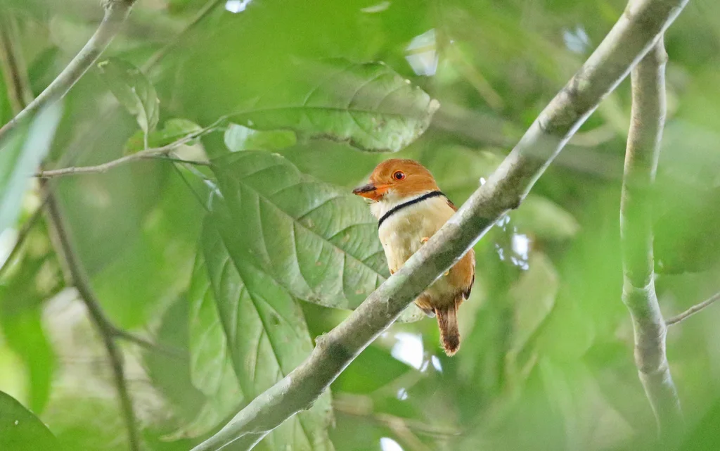领蓬头䴕(Bucco capensis)