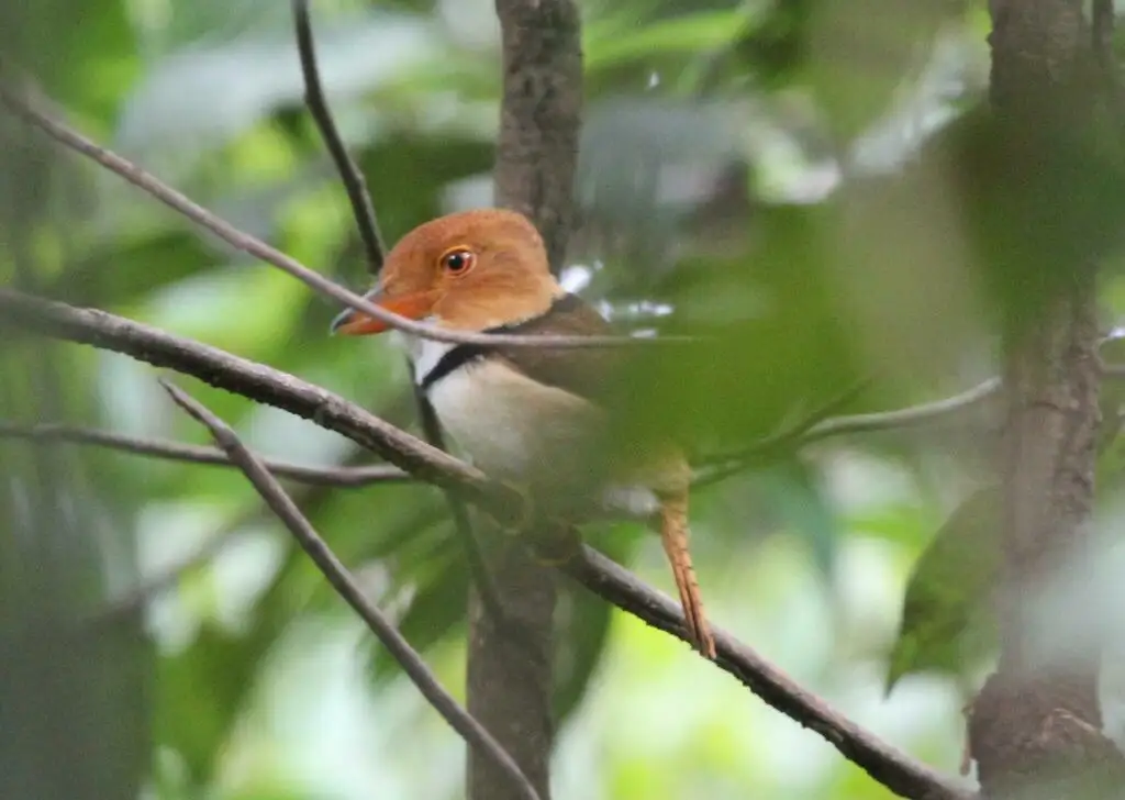领蓬头䴕(Bucco capensis)