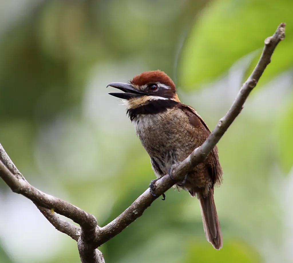 栗顶蓬头䴕(Bucco macrodactylus)