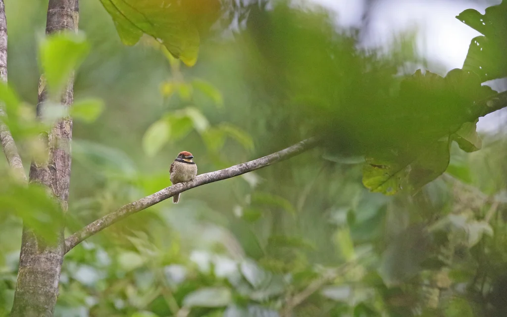 栗顶蓬头䴕(Bucco macrodactylus)