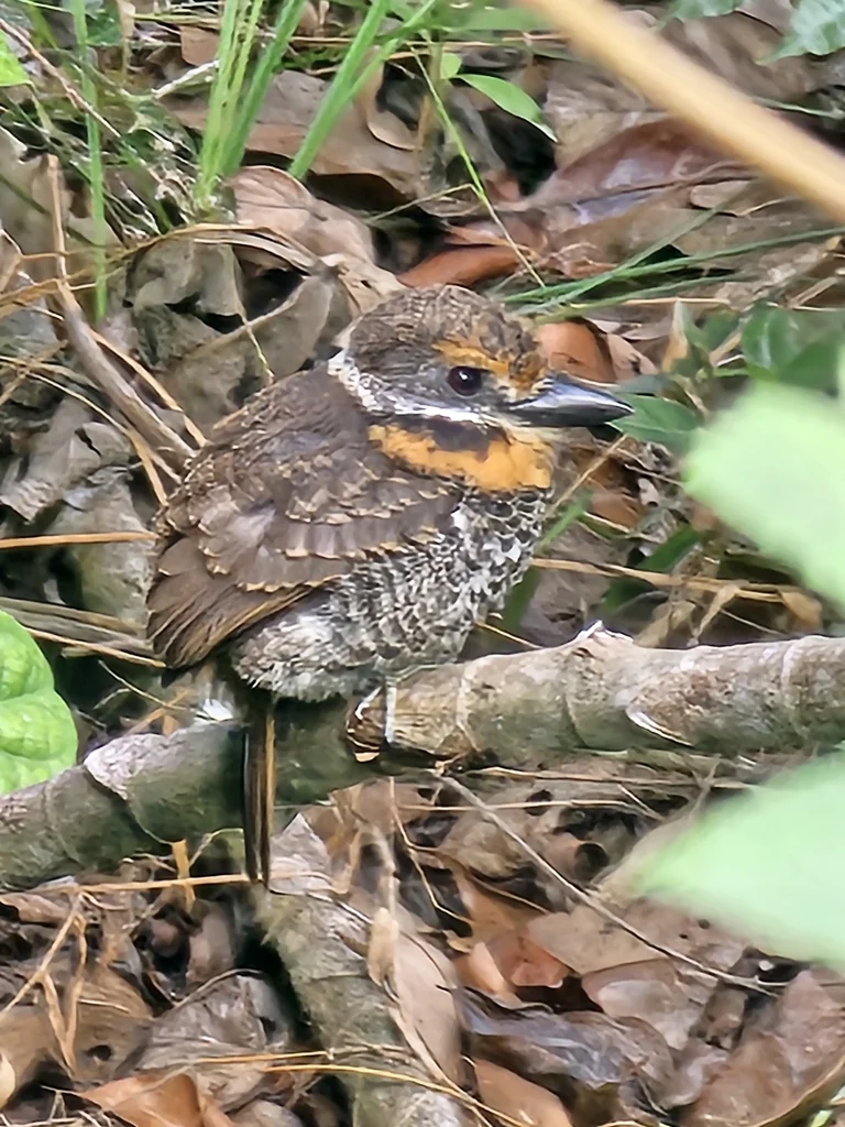 斑蓬头䴕(Bucco tamatia)