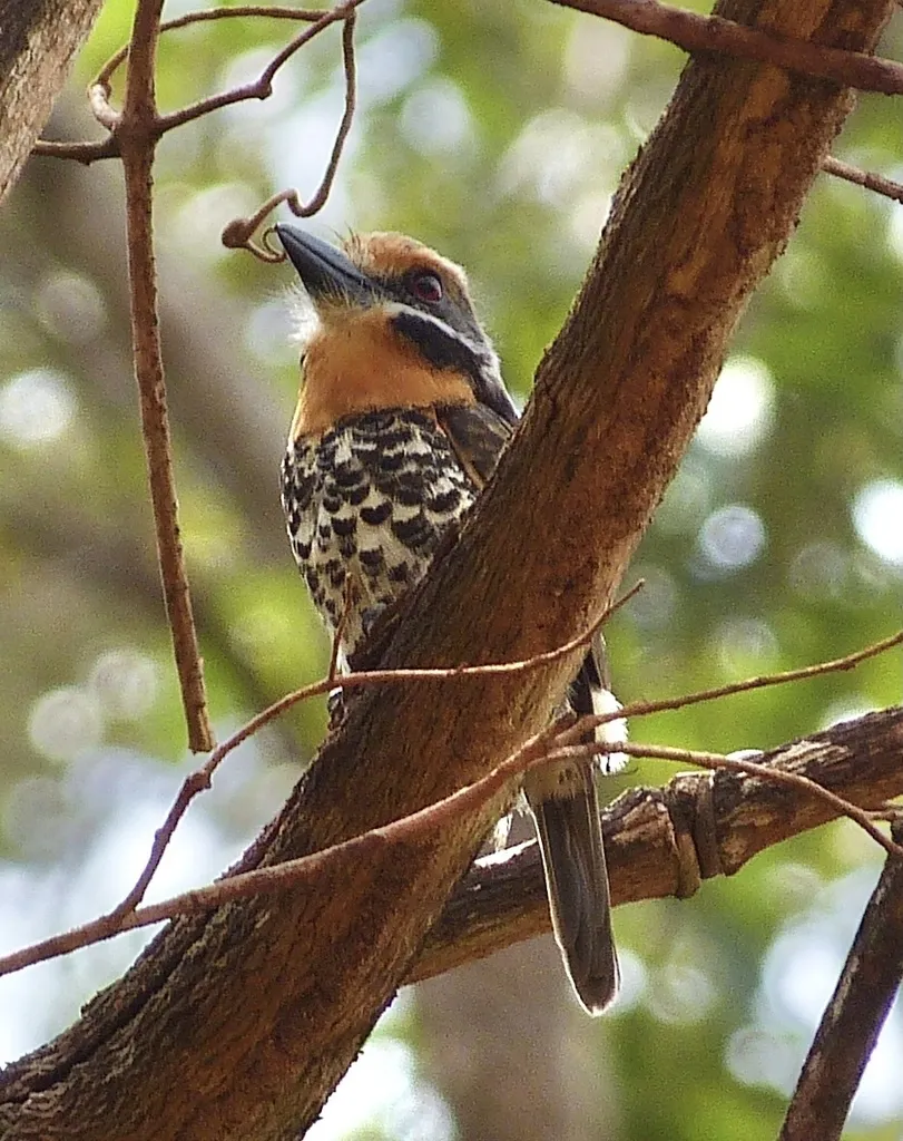 斑蓬头䴕(Bucco tamatia)