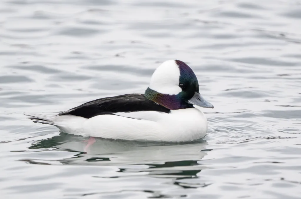 白枕鹊鸭(Bucephala albeola)