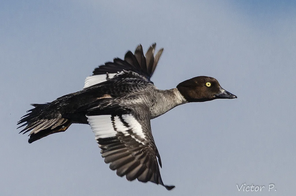 鹊鸭(Bucephala clangula)