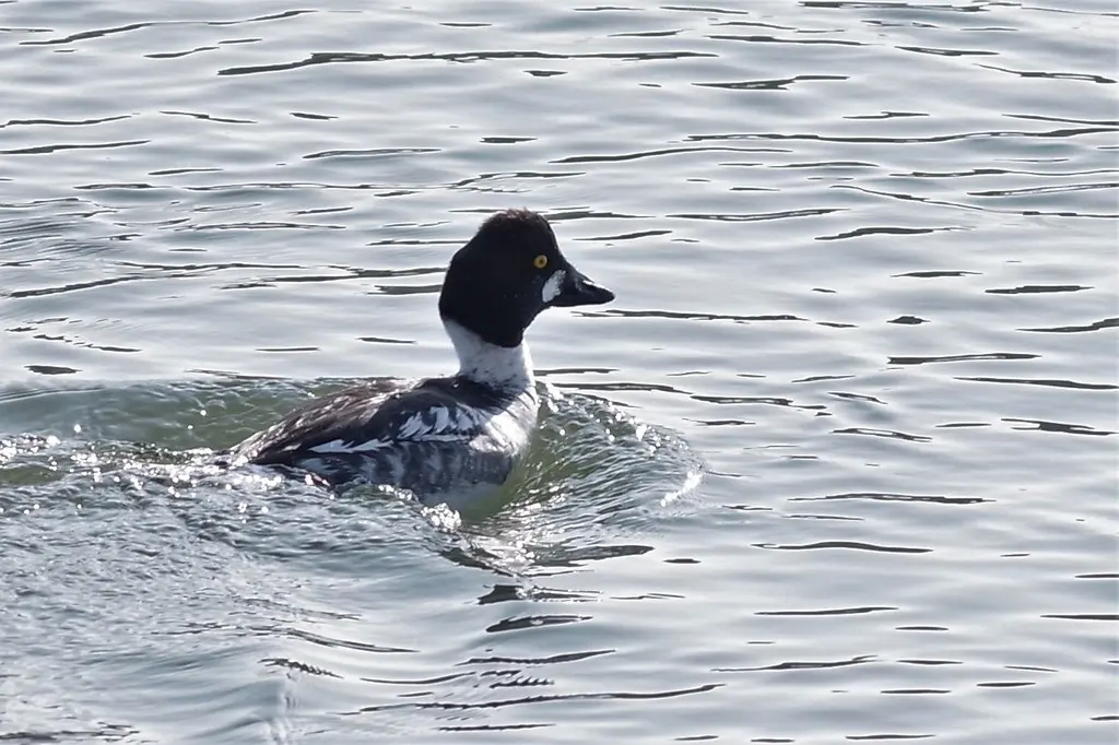 鹊鸭(Bucephala clangula)