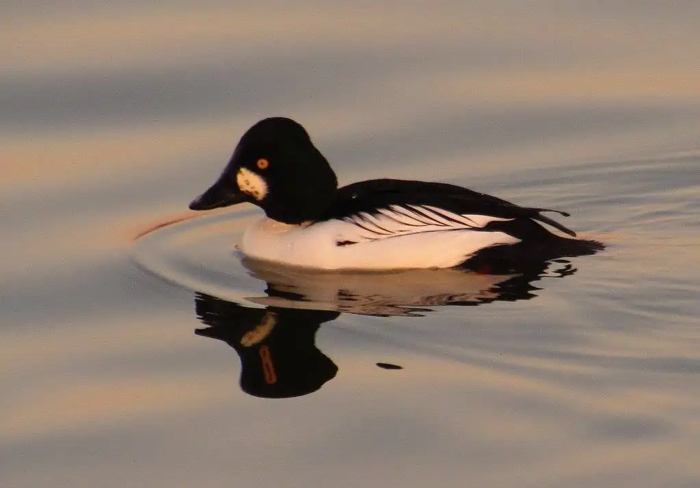 鹊鸭(Bucephala clangula)