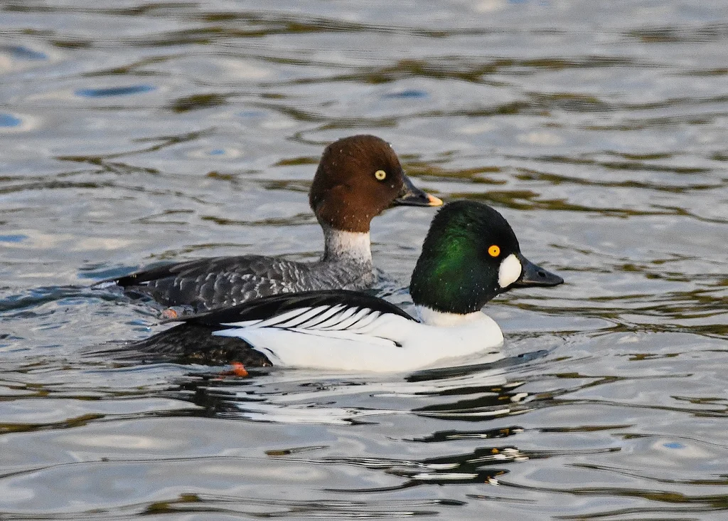 鹊鸭(Bucephala clangula)