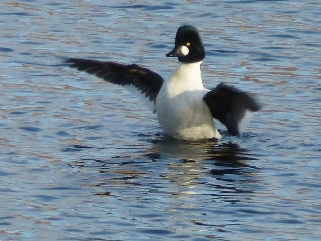 鹊鸭(Bucephala clangula)