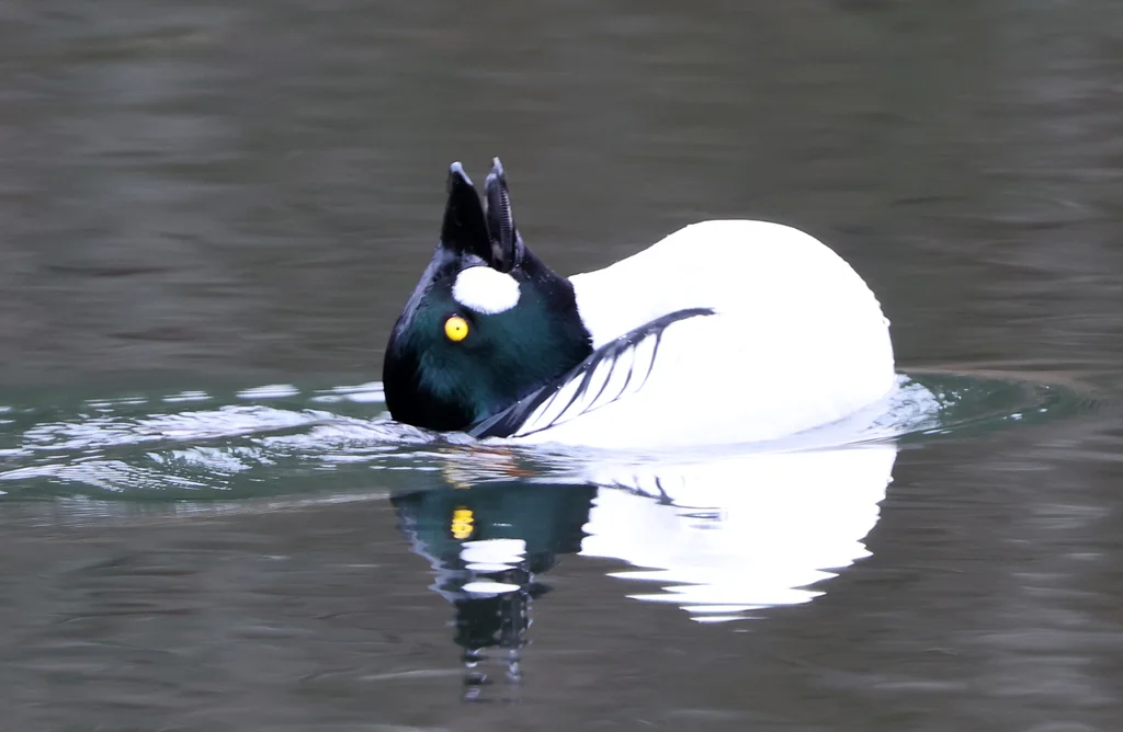 鹊鸭(Bucephala clangula)