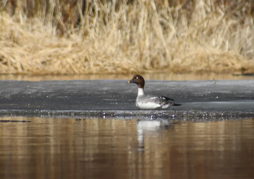 鹊鸭(Bucephala clangula)