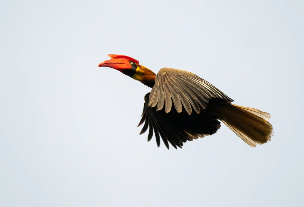 棕犀鸟(Buceros hydrocorax)
