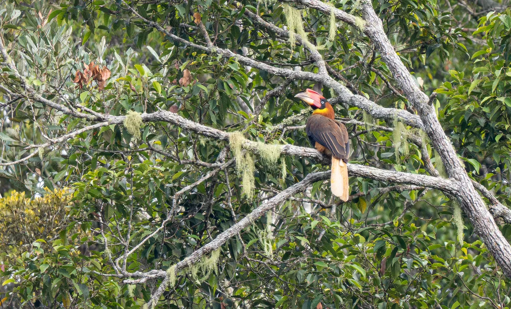 棕犀鸟(Buceros hydrocorax)