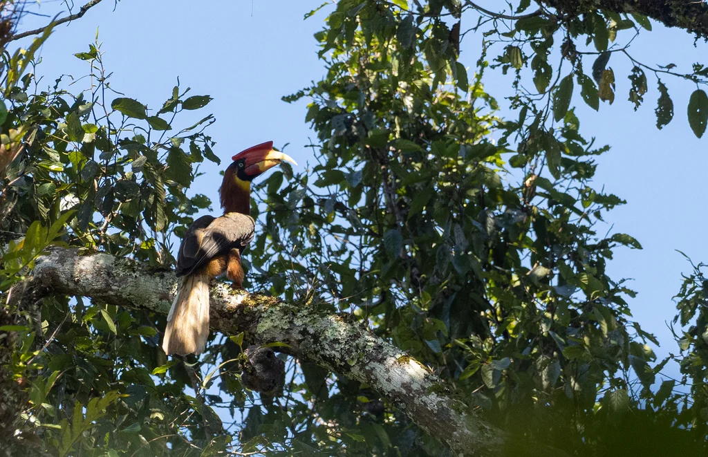 棕犀鸟(Buceros hydrocorax)