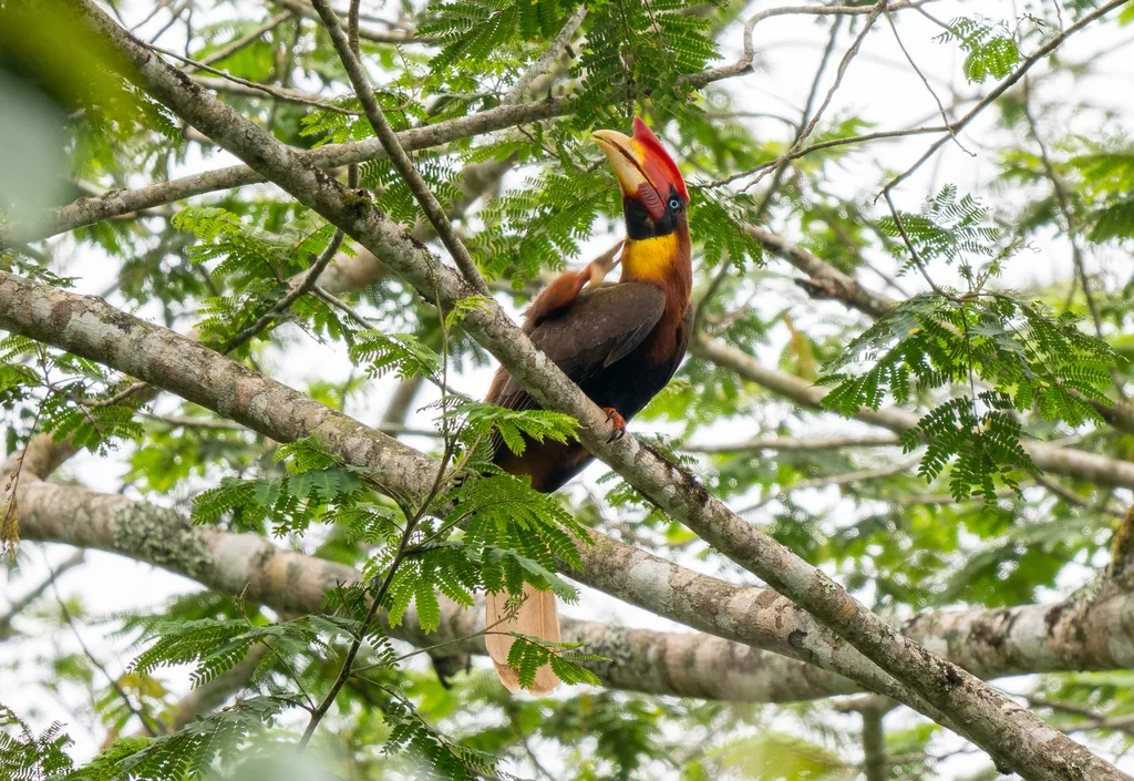 棕犀鸟(Buceros hydrocorax)