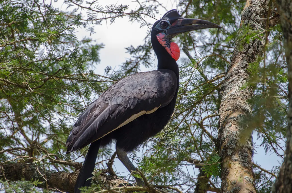 地犀鸟(Bucorvus abyssinicus)