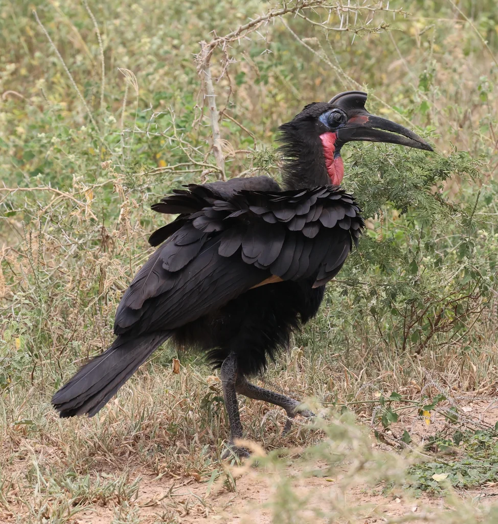 地犀鸟(Bucorvus abyssinicus)