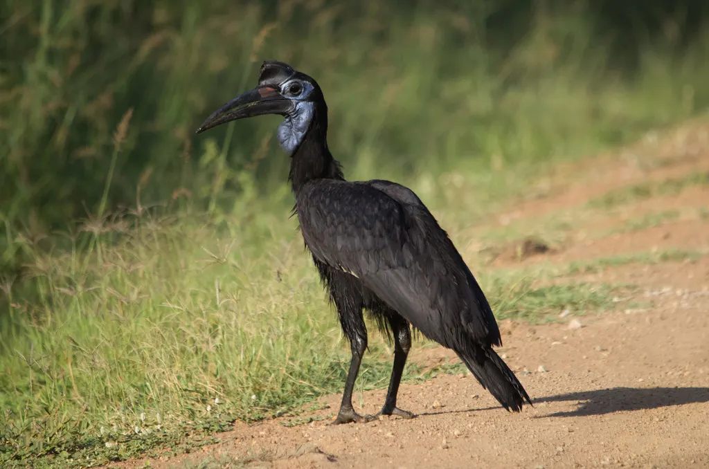 地犀鸟(Bucorvus abyssinicus)