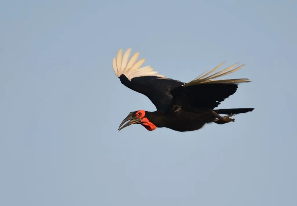 红脸地犀鸟（Bucorvus leadbeateri）