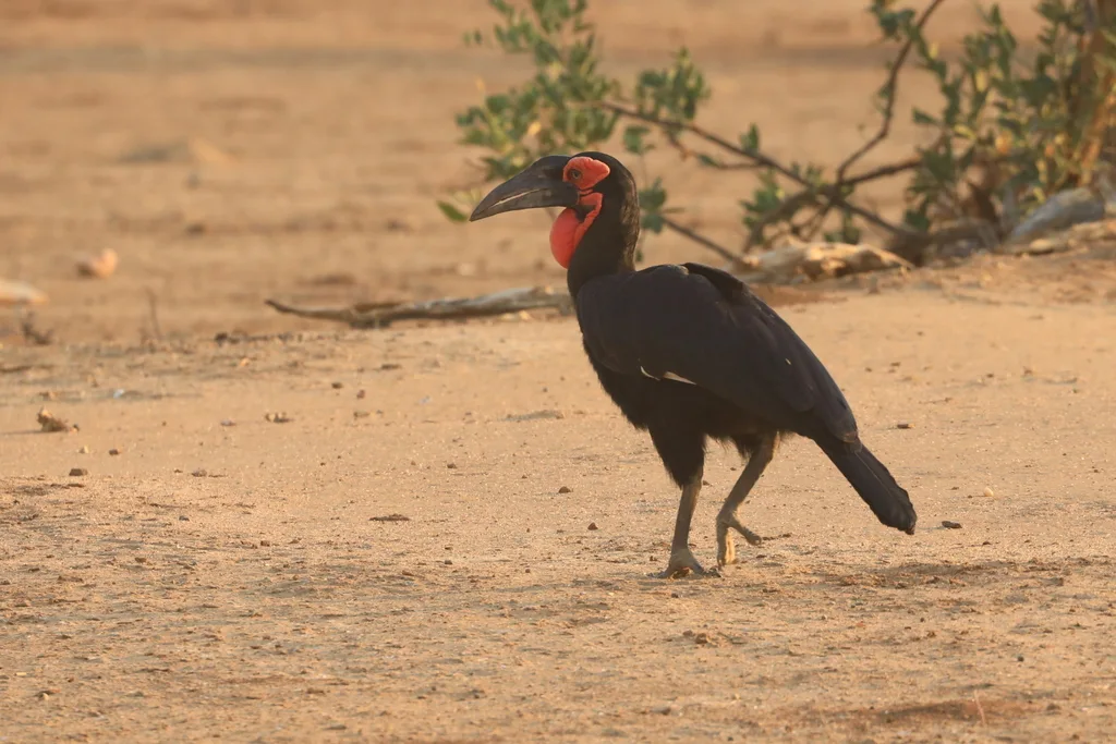 红脸地犀鸟（Bucorvus leadbeateri）