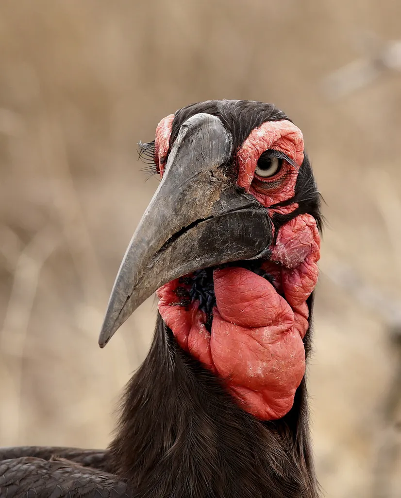 红脸地犀鸟（Bucorvus leadbeateri）