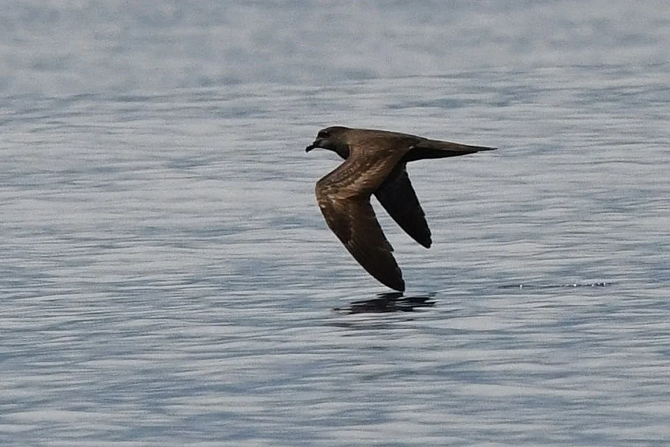 褐燕鹱(Bulweria bulwerii)