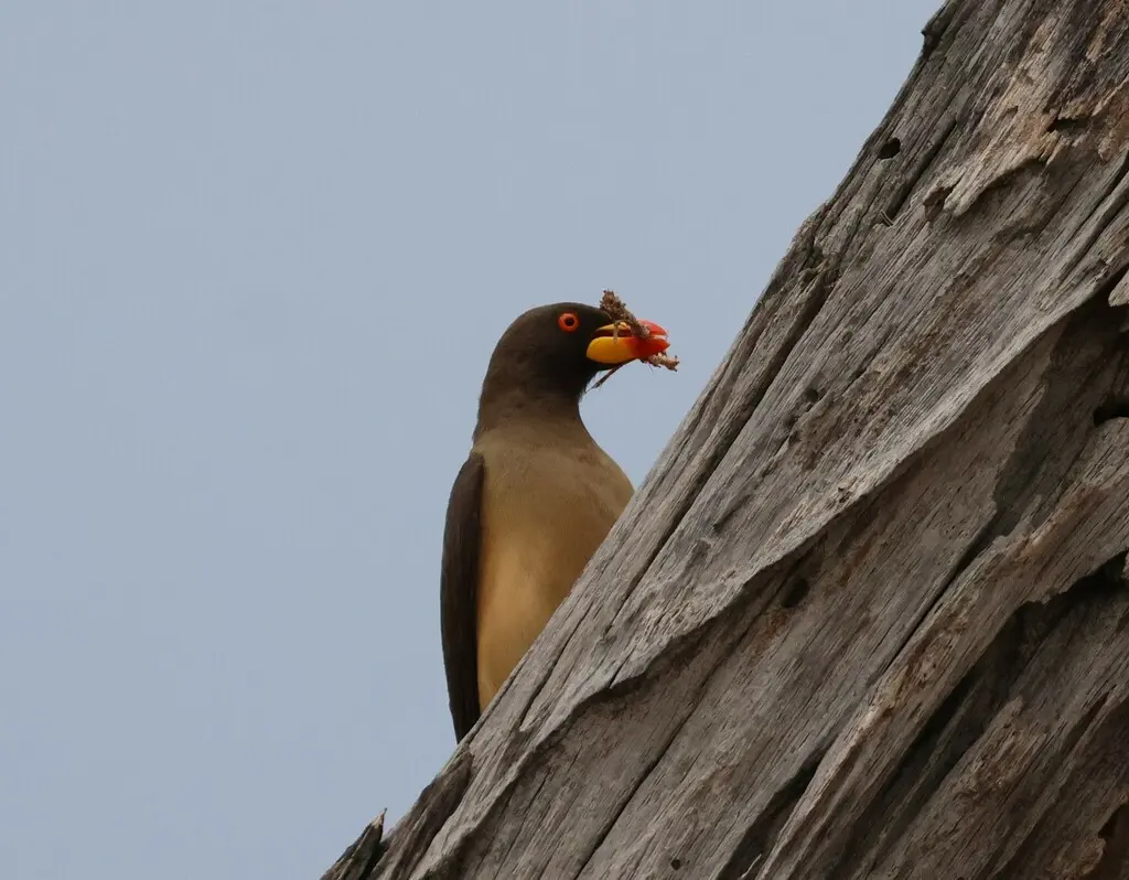黄嘴牛椋鸟(Buphagus africanus)
