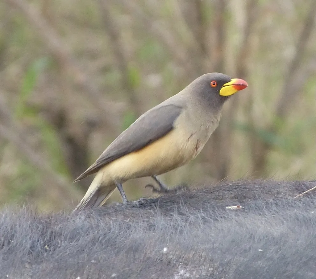 黄嘴牛椋鸟(Buphagus africanus)