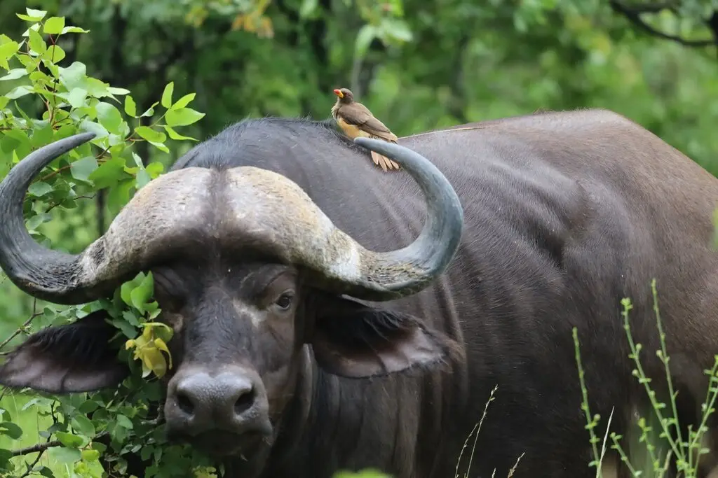 黄嘴牛椋鸟(Buphagus africanus)
