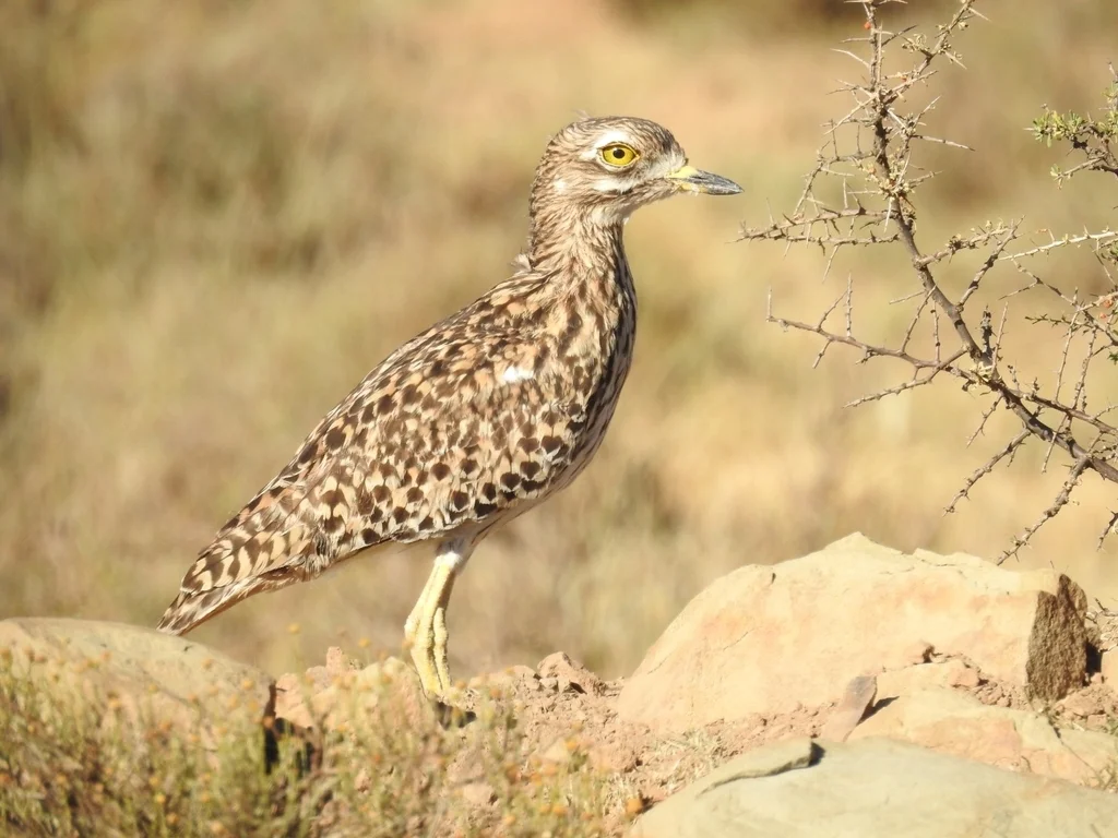 斑石鸻(Burhinus capensis)
