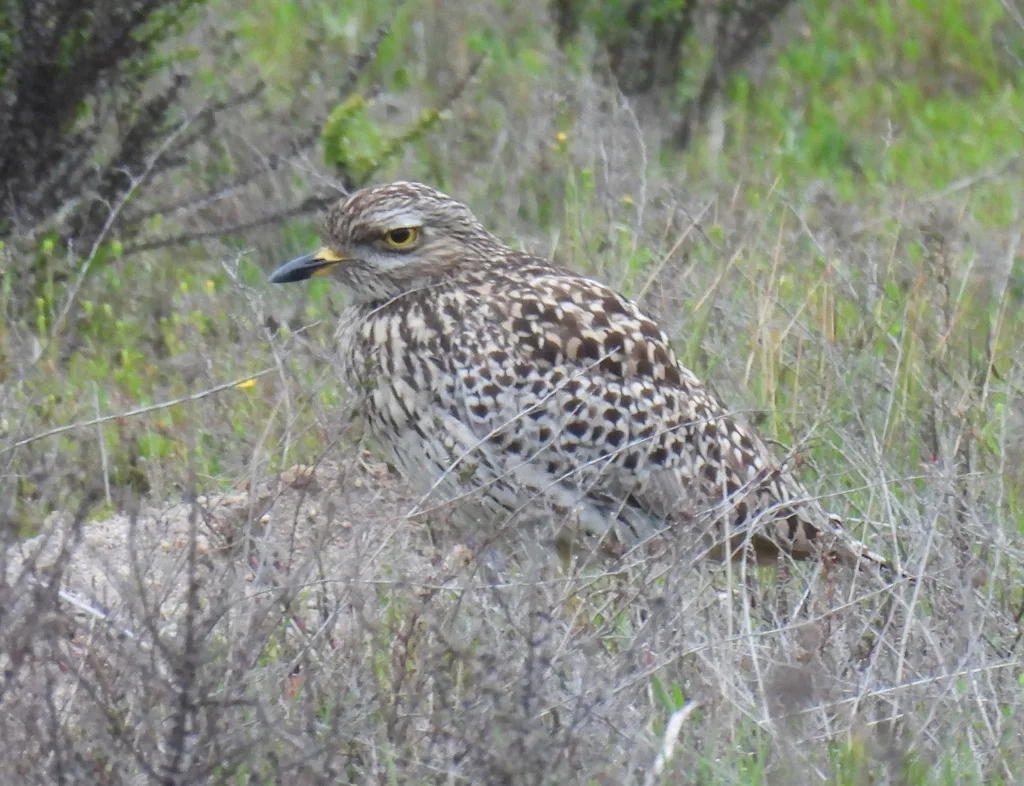 斑石鸻(Burhinus capensis)
