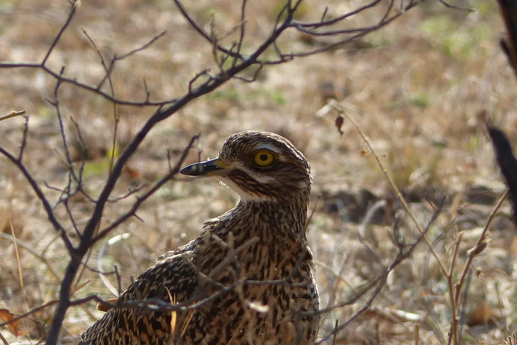 斑石鸻(Burhinus capensis)