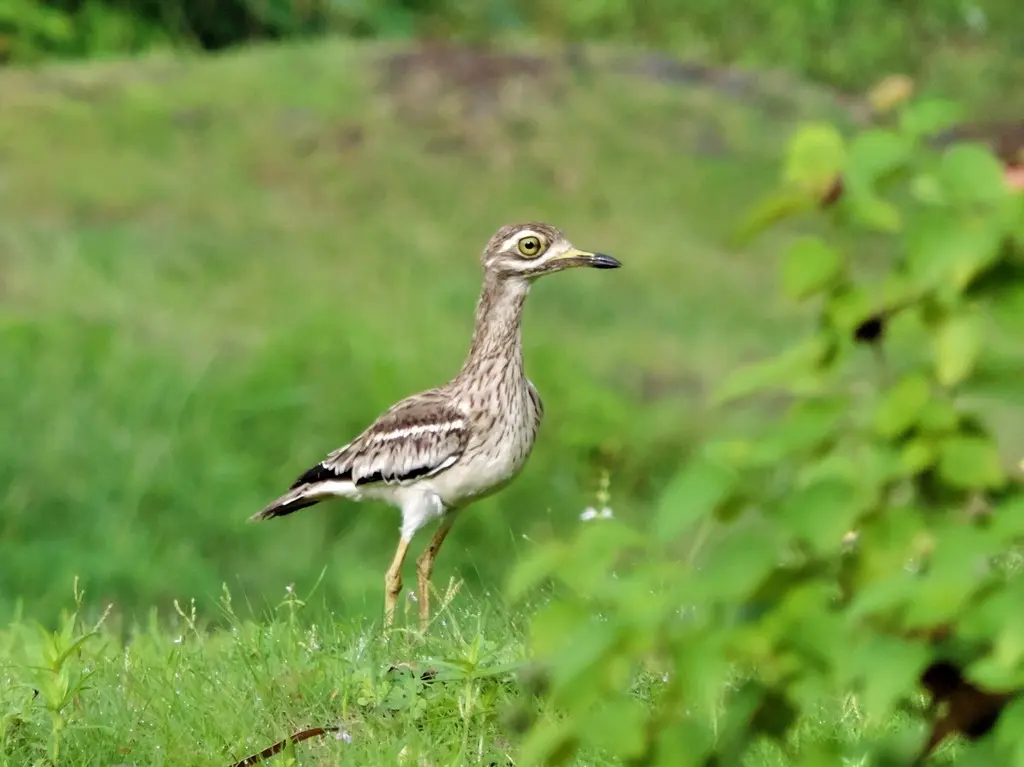 印度石鸻(Burhinus indicus)
