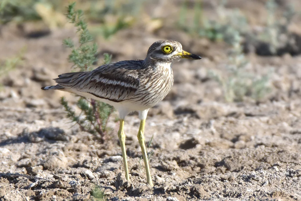 石鸻（Burhinus oedicnemus）