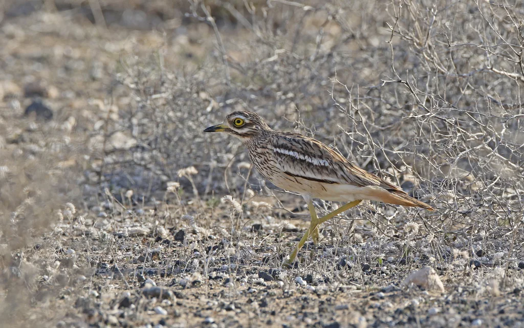 石鸻（Burhinus oedicnemus）