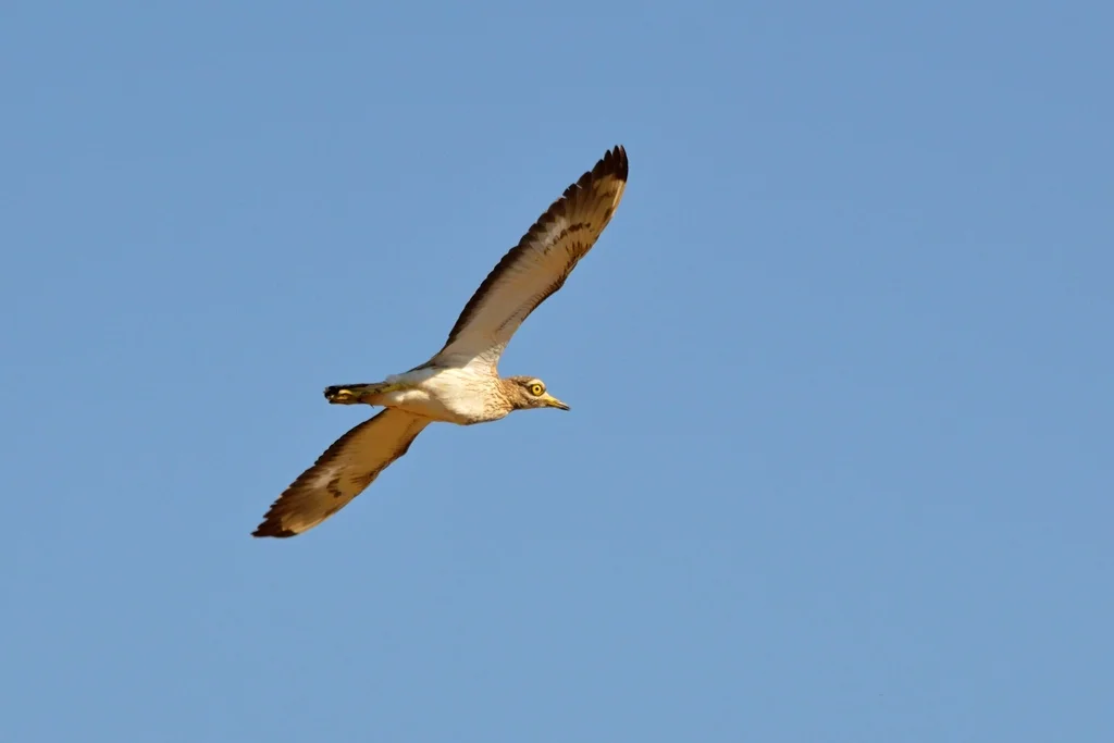 石鸻（Burhinus oedicnemus）